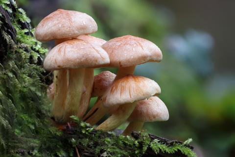 Five Powerful Ingredients for Mental Wellness