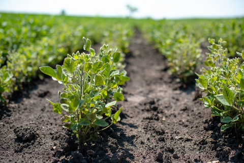 Glyphosate: "Safe" Levels of Poison In Your Food