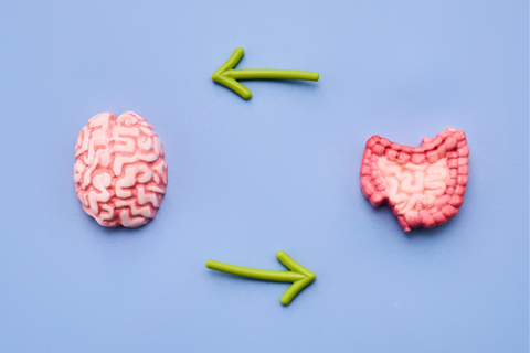 Gut-Brain Axis: How Stress, Sleep, and Food Shape Digestion and Mood