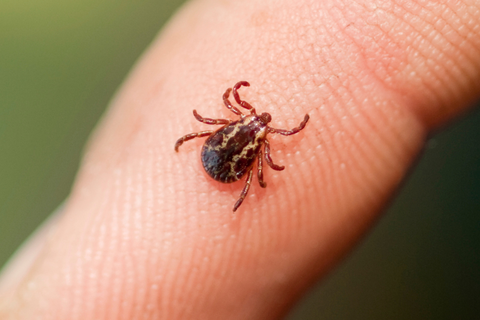 Lyme Disease vs. Alpha-Gal Syndrome: Symptoms, Testing, Treatment, and Prevention